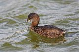 Pied-billed Grebe